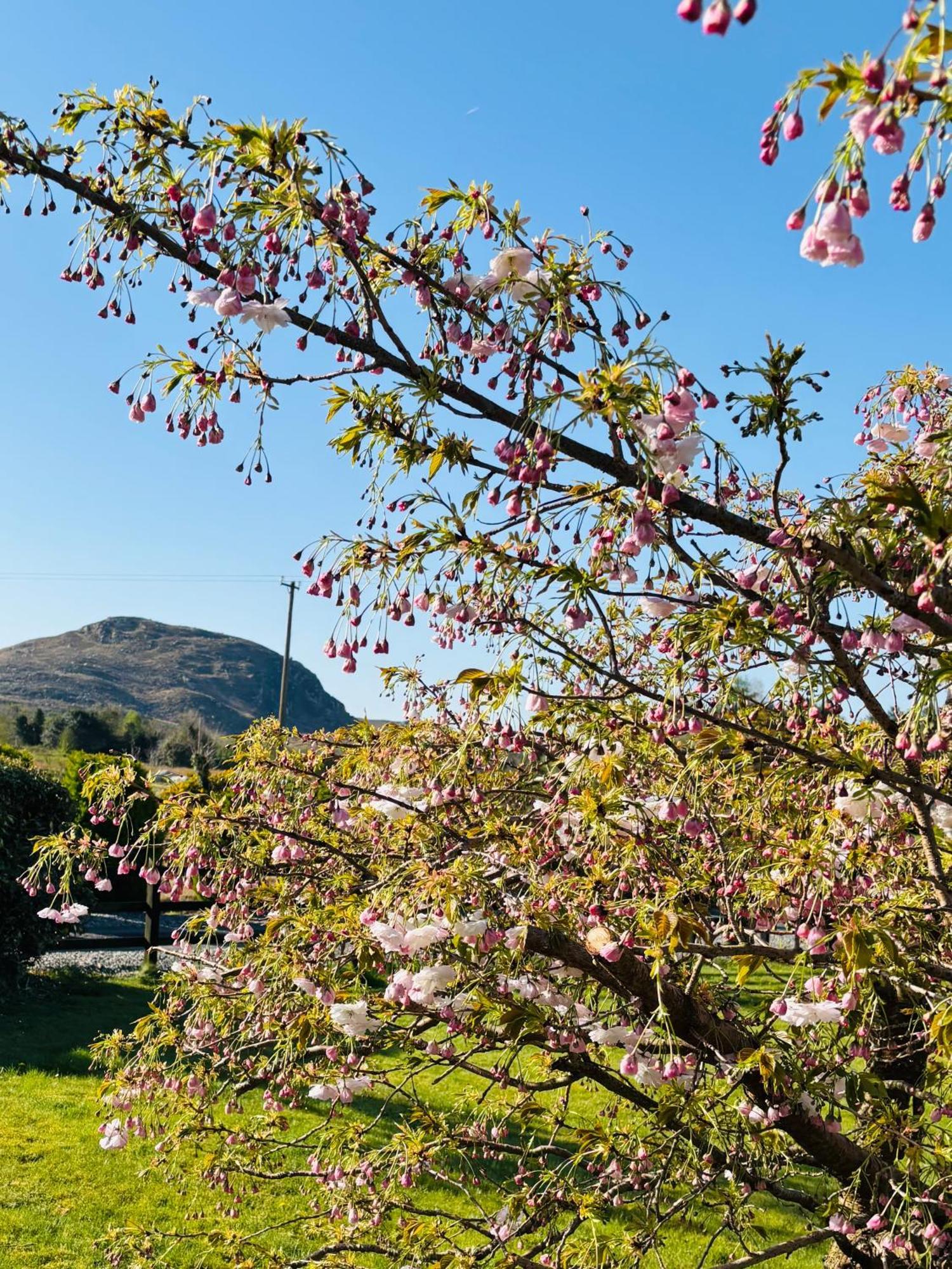 Hillcrest Farmhouse Bed & Breakfast Boyhollagh Εξωτερικό φωτογραφία